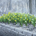 Grayscale Daffodils